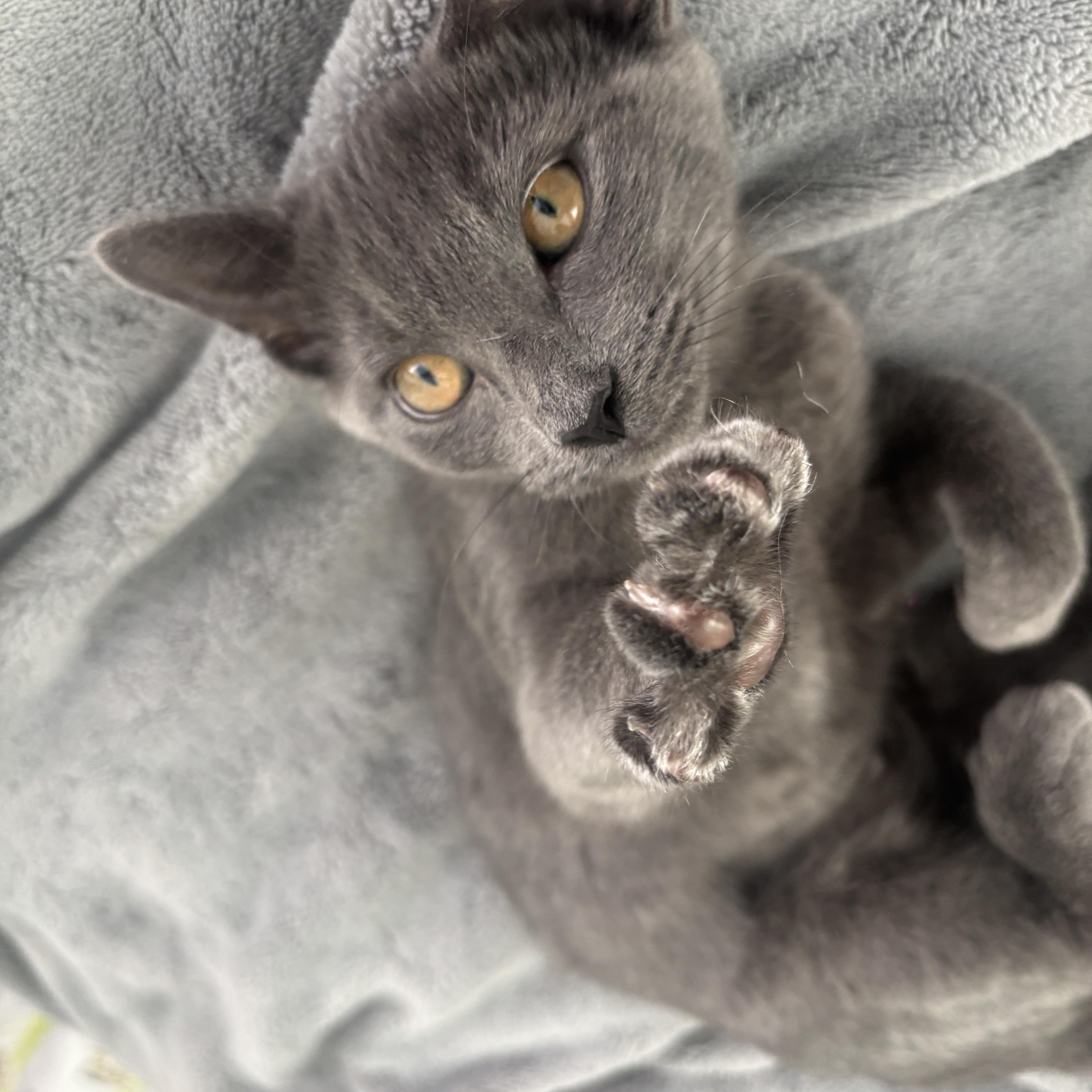 Enlarge Totoro, a Adoptable American Shorthair in North Chesterfield, VA image 4/5