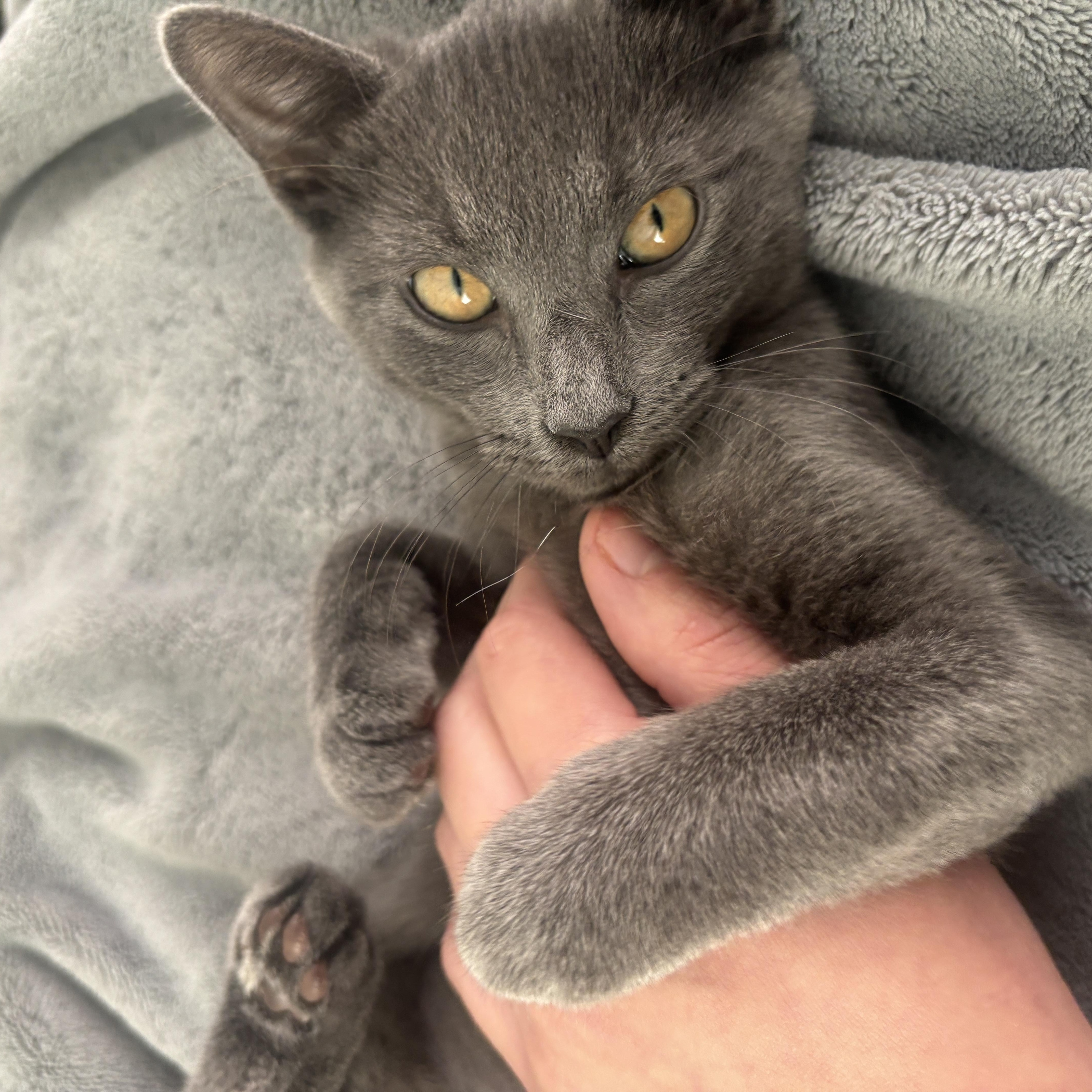 Totoro, Adoptable, Kitten Female American Shorthair.