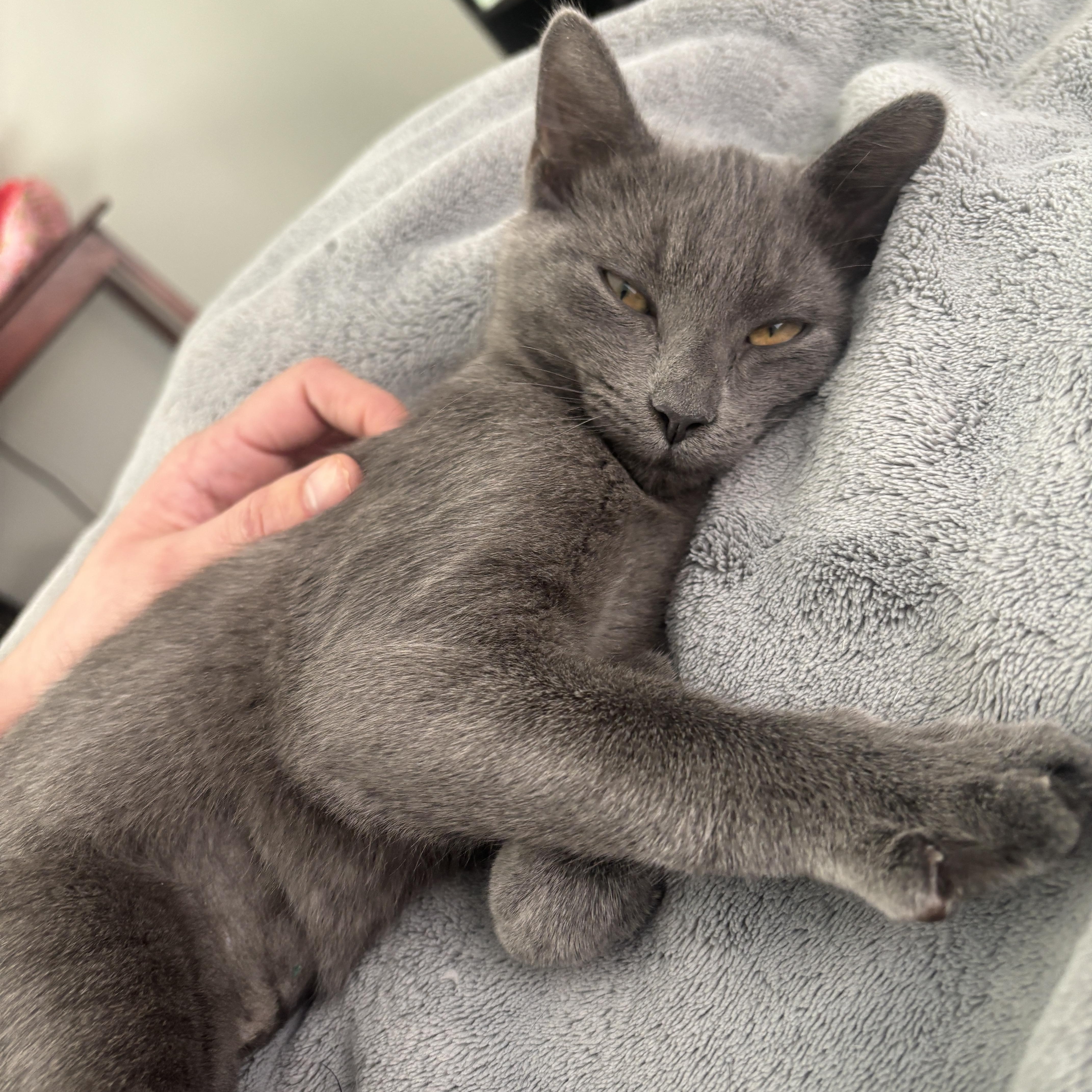 Enlarge Totoro, a Adoptable American Shorthair in North Chesterfield, VA image 5/5