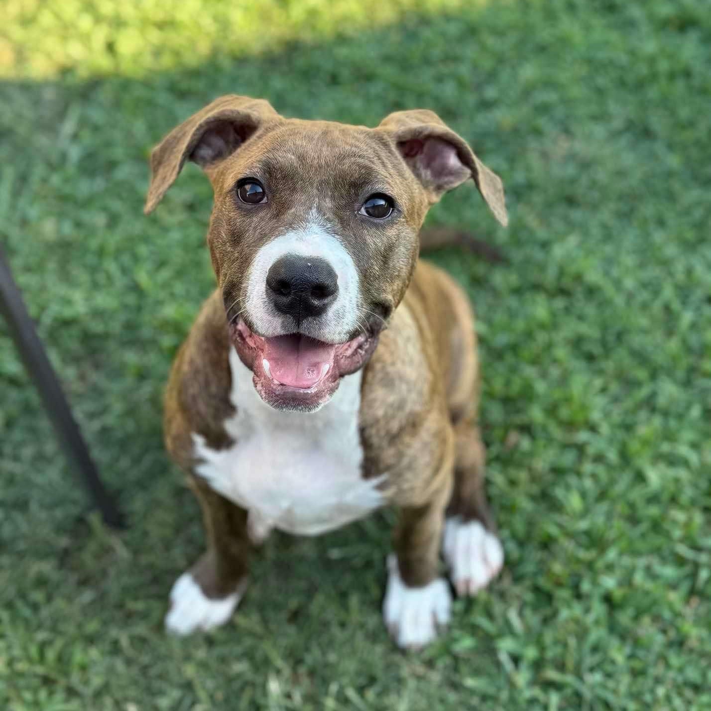 Penelope, a Adoptable mixed breed in Hopkinton, MA image 4/6