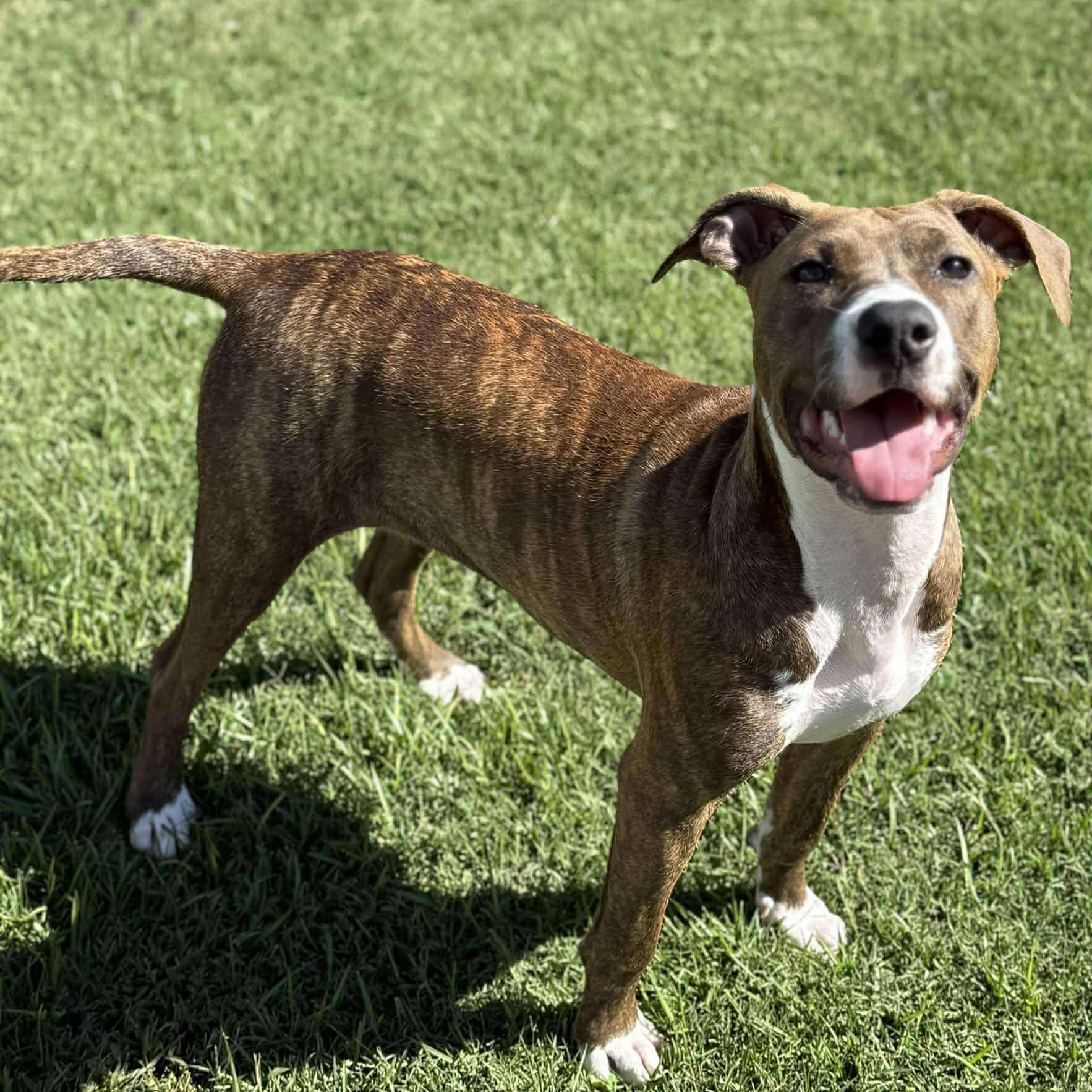 Penelope, a Adoptable mixed breed in Hopkinton, MA image 3/6