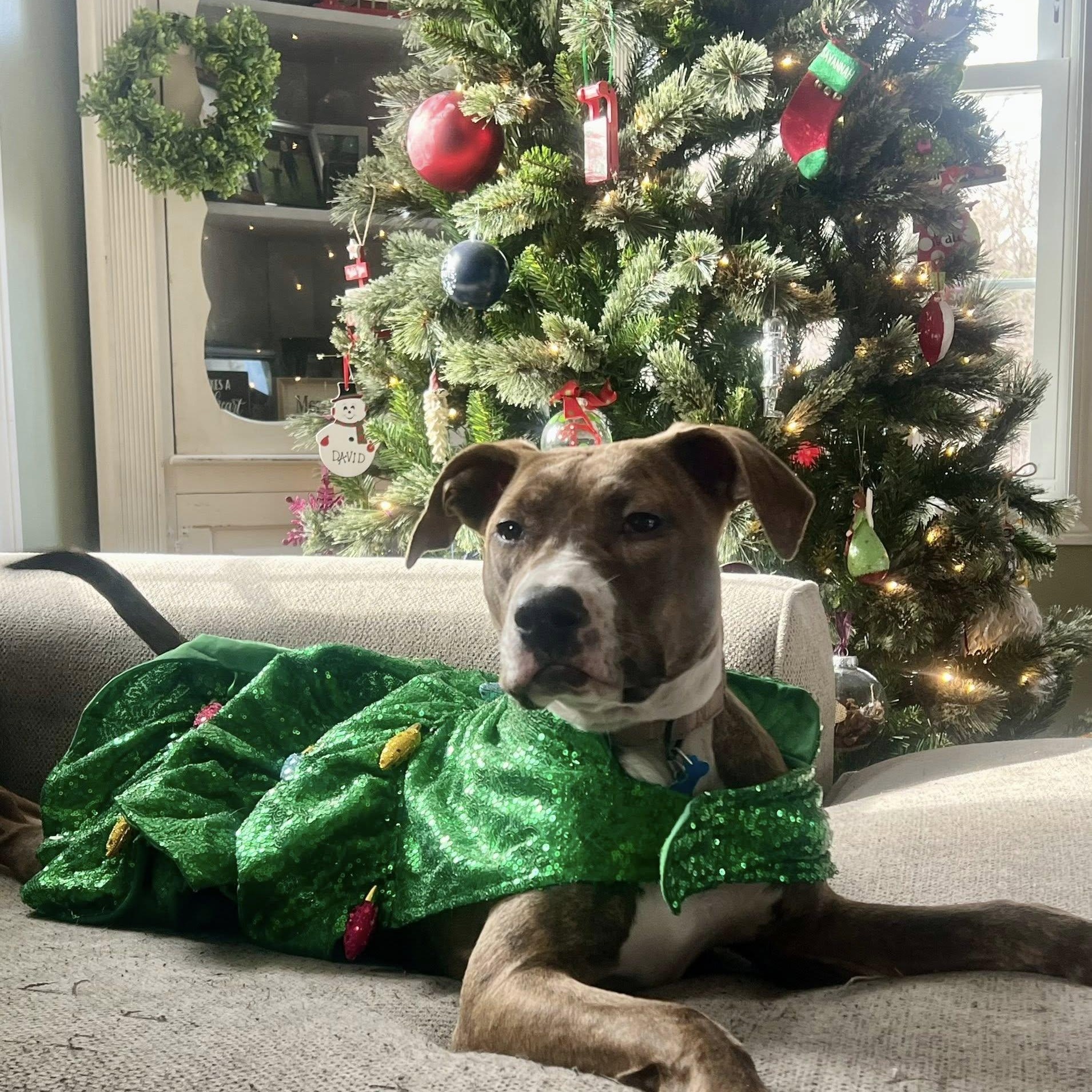 Penelope, a Adoptable mixed breed in Hopkinton, MA image 5/6