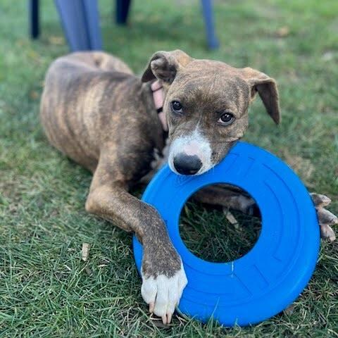 Penelope, a Adoptable mixed breed in Hopkinton, MA image 6/6