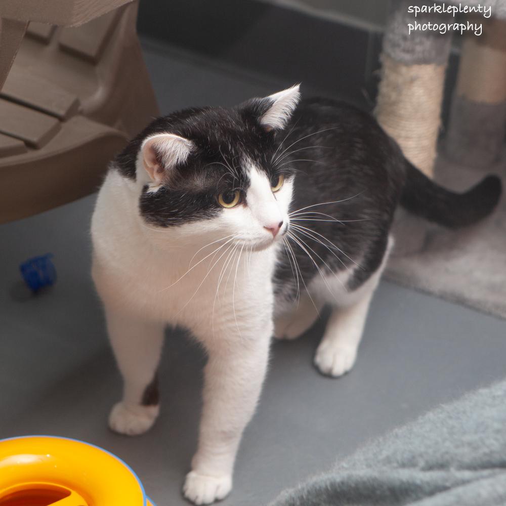 Harvey, an adoptable Domestic Short Hair in Ridgefield, CT image 2/5