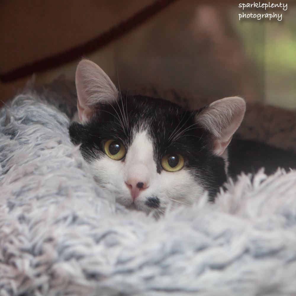 Harvey, an adoptable Domestic Short Hair in Ridgefield, CT image 1/5