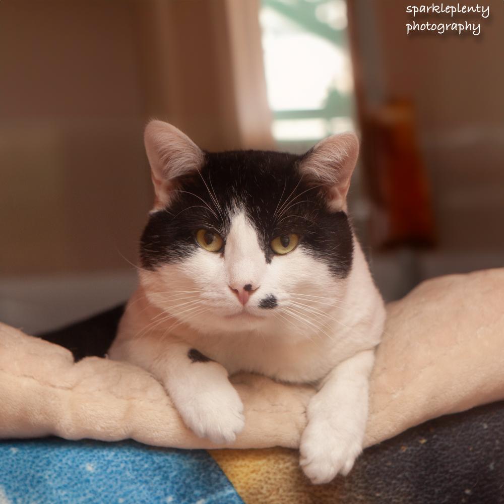 Harvey, an adoptable Domestic Short Hair in Ridgefield, CT image 1/6