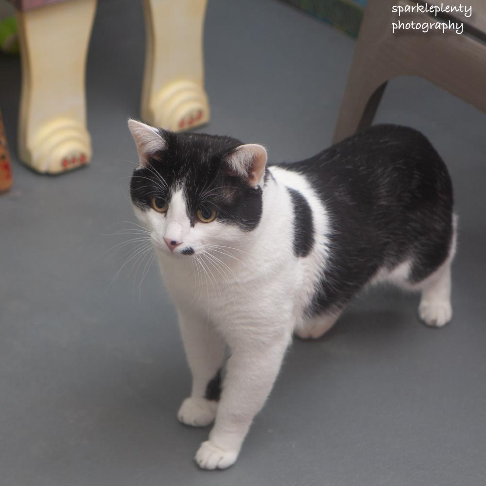 Harvey, an adoptable Domestic Short Hair in Ridgefield, CT image 5/5