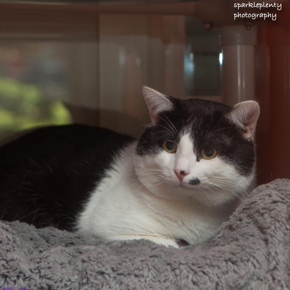 Harvey, an adoptable Domestic Short Hair in Ridgefield, CT image 4/5