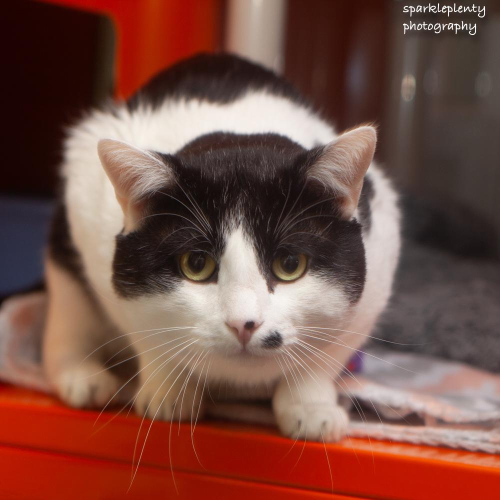 Harvey, an adoptable Domestic Short Hair in Ridgefield, CT image 3/5