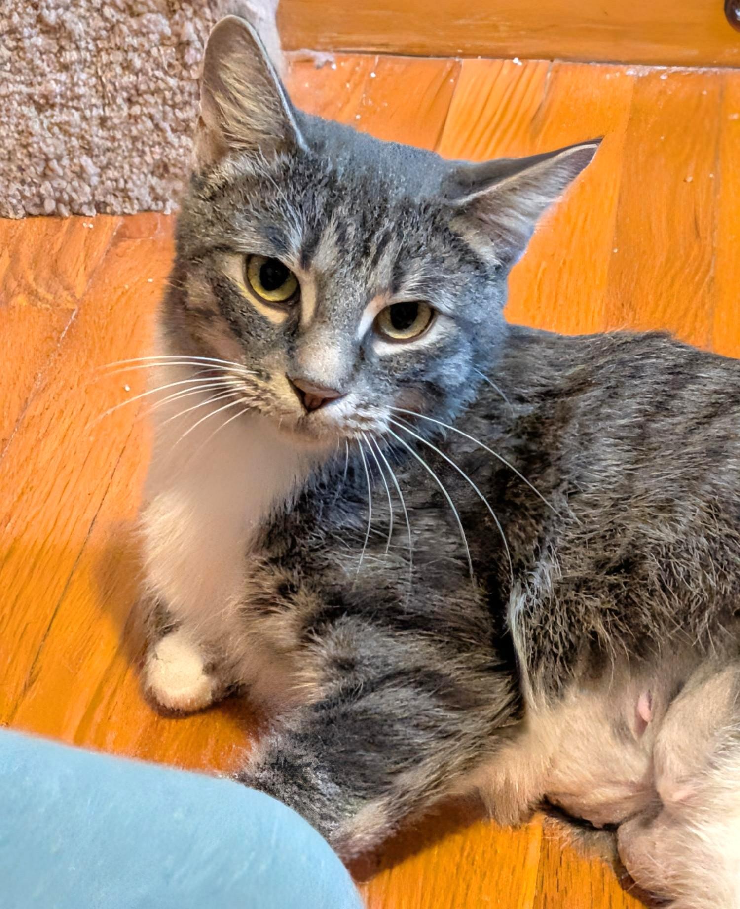 Pepper, a Adoptable Tabby in Stoney Creek, ON image 2/4