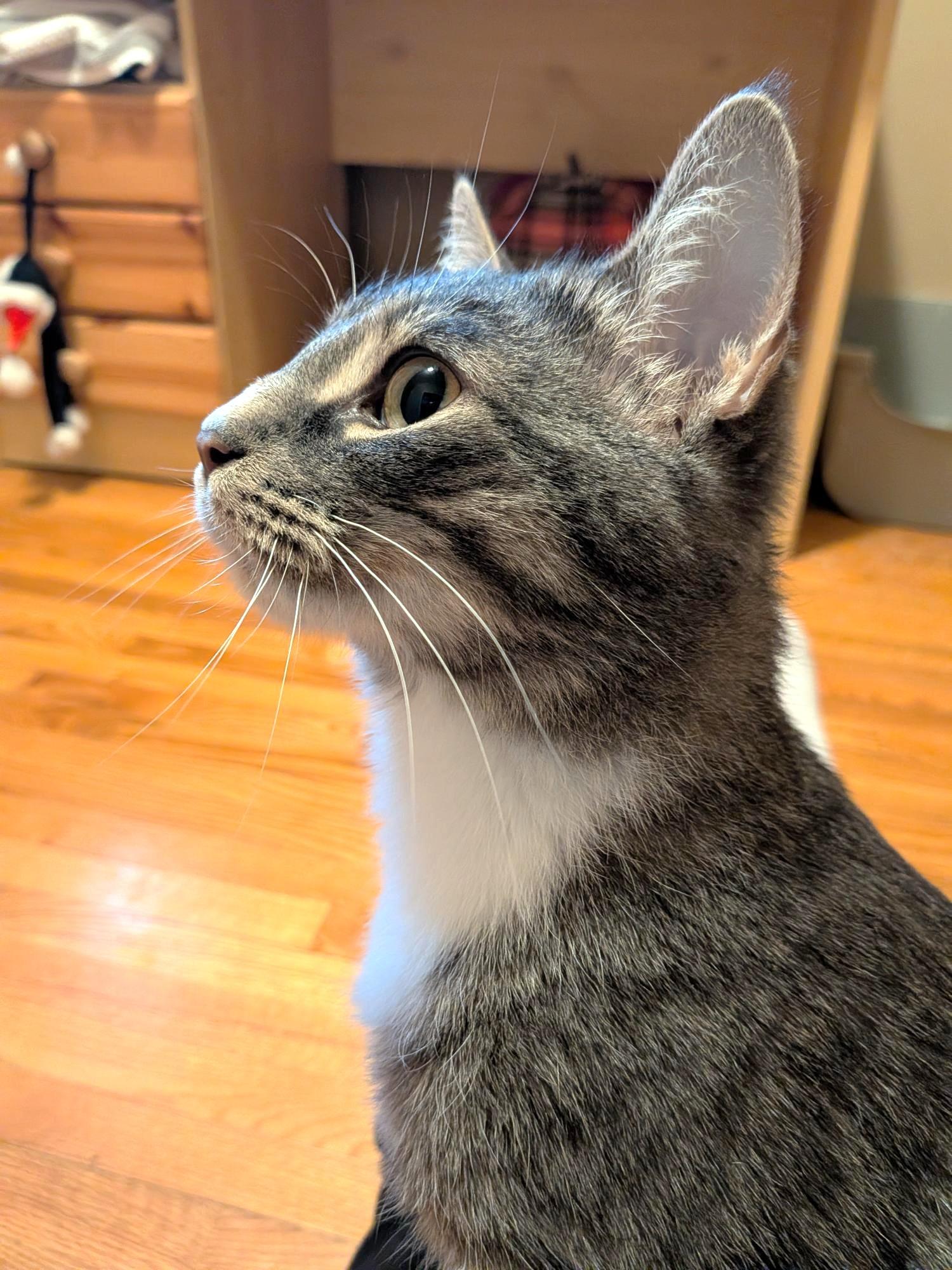 Pepper, a Adoptable Tabby in Stoney Creek, ON image 3/4