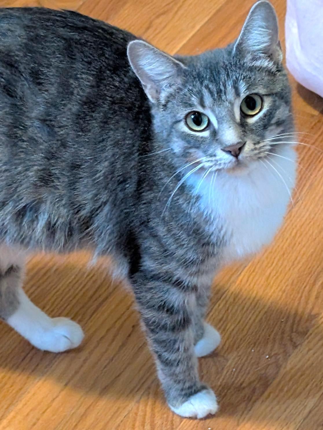 Pepper, Adoptable, Adult Female Tabby.