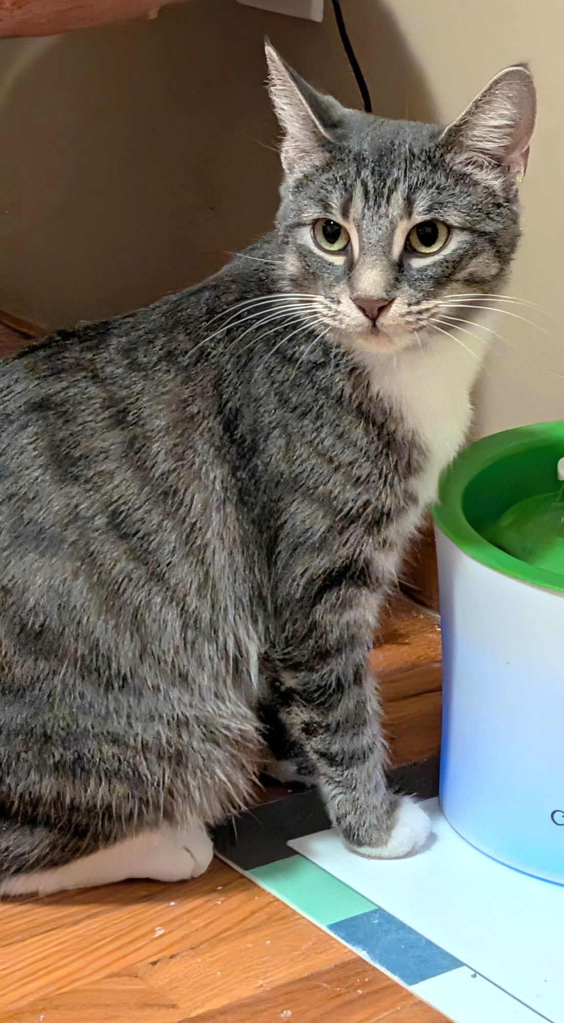 Pepper, a Adoptable Tabby in Stoney Creek, ON image 4/4