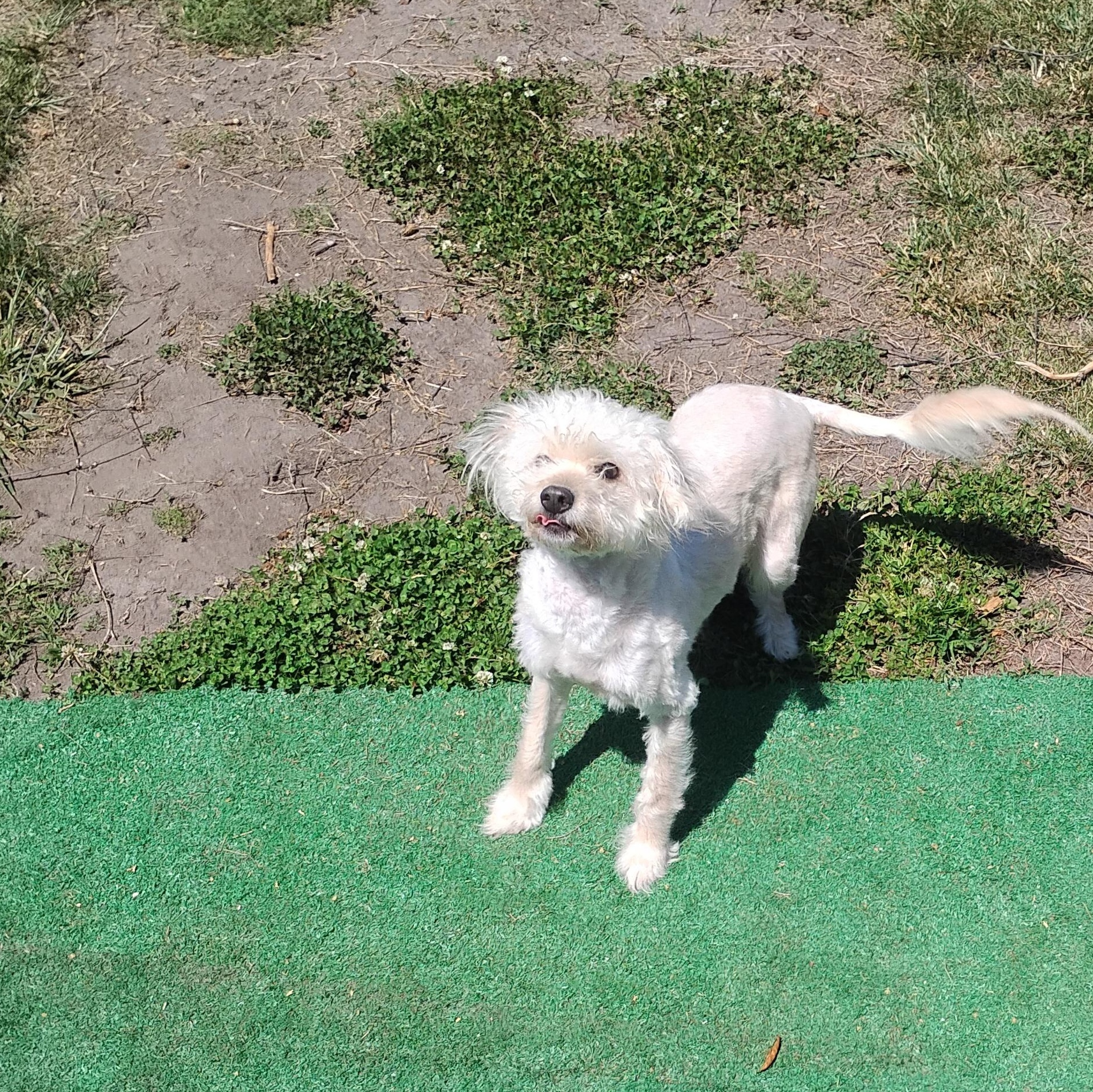 Sugar, ADOPTABLE, Young Female Miniature Poodle.