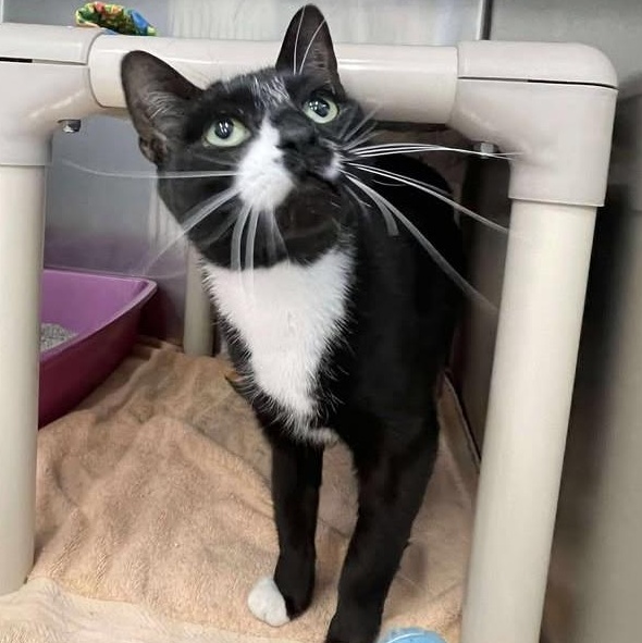 Enlarge Bell Pepper, a ADOPTABLE Domestic Short Hair in Winthrop, ME image 1/1