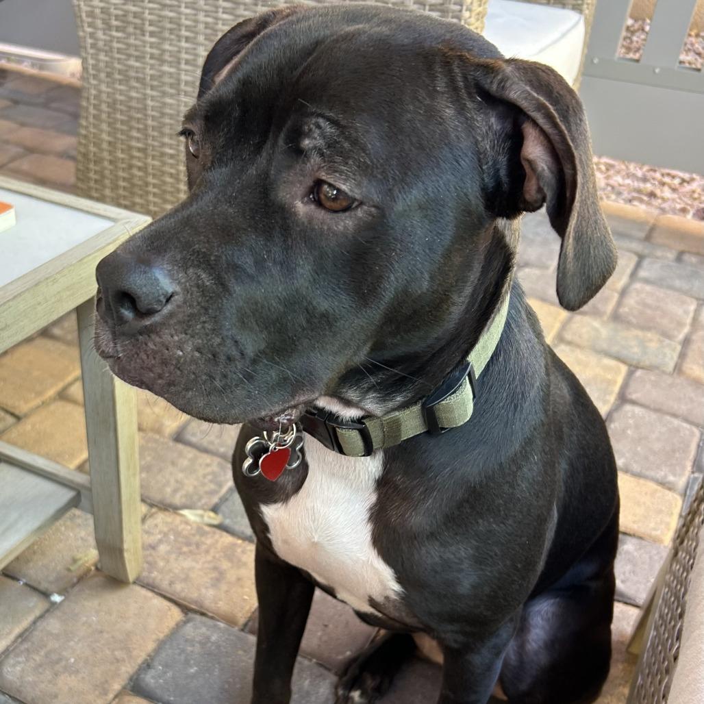 Enlarge Jasper, a Adoptable Mixed Breed in Las Vegas, NV image 1/5