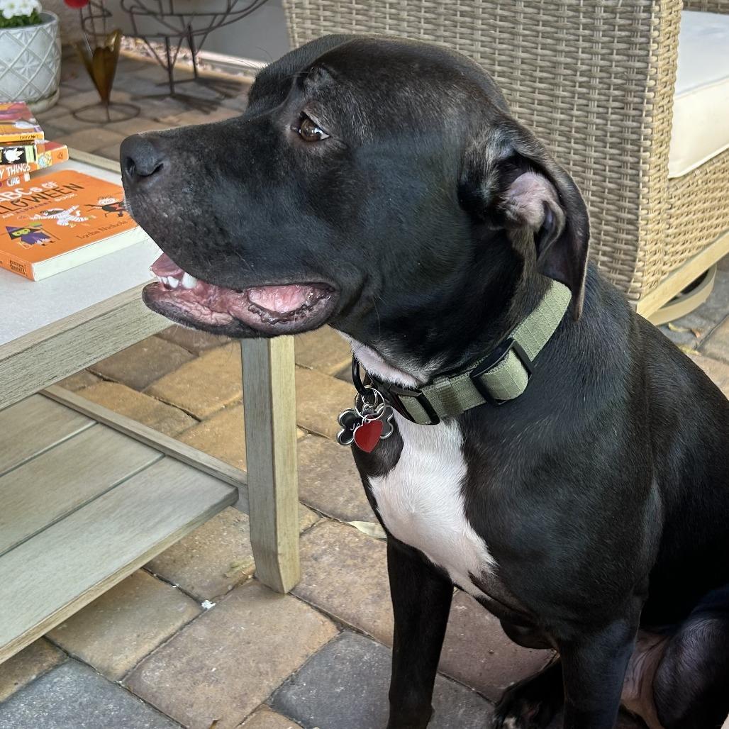 Enlarge Jasper, a Adoptable Mixed Breed in Las Vegas, NV image 2/5