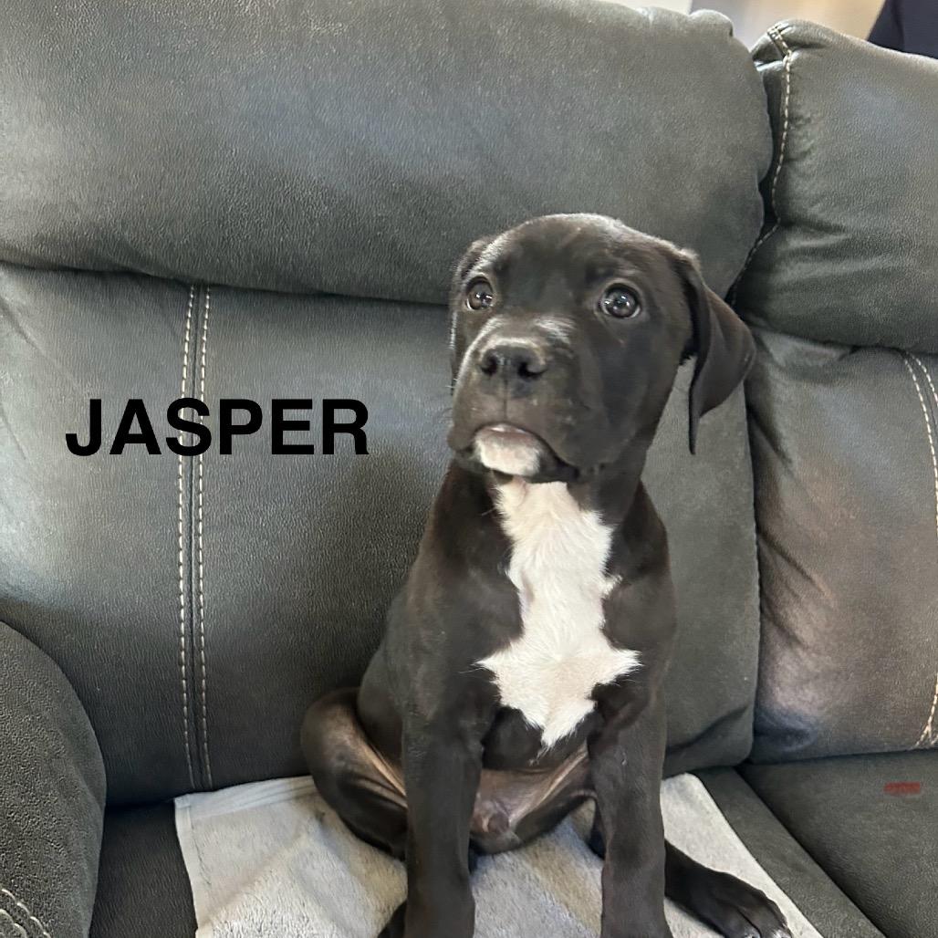 Enlarge Jasper, a Adoptable Mixed Breed in Las Vegas, NV image 3/5