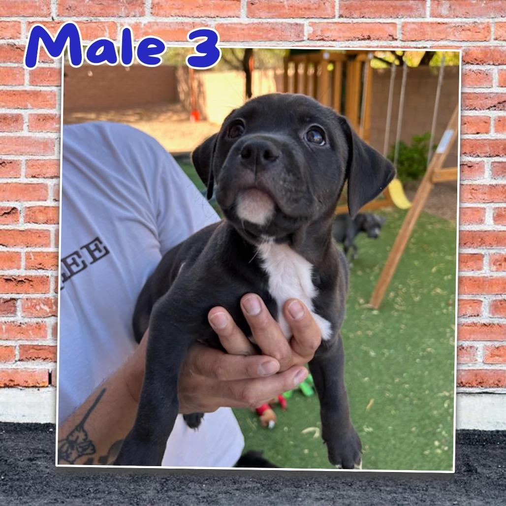 Enlarge Jasper, a Adoptable Mixed Breed in Las Vegas, NV image 4/5