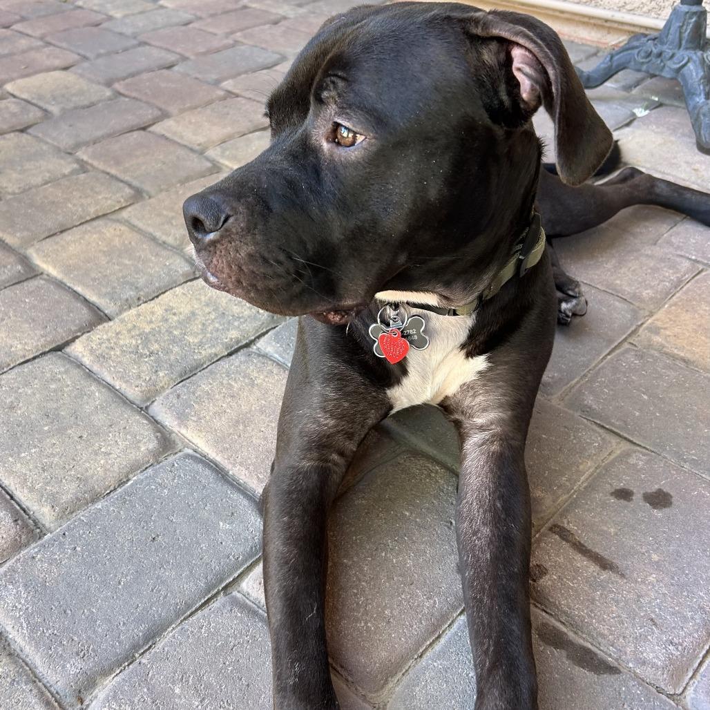 Enlarge Jasper, a Adoptable Mixed Breed in Las Vegas, NV image 5/5