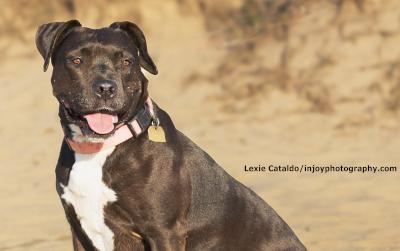Aurora, a Adoptable mixed breed in Santa Paula, CA image 1/6