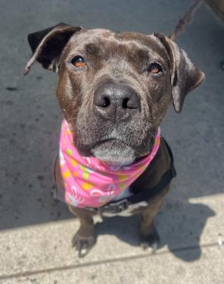 Aurora, Adoptable, Adult Female Boxer & Pit Bull Terrier.