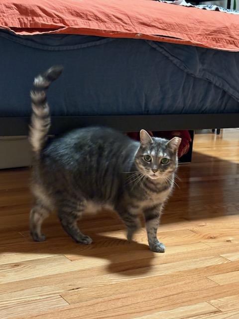 Enlarge Sweet Ums, an adoptable mixed breed in Baltimore, MD image 2/3