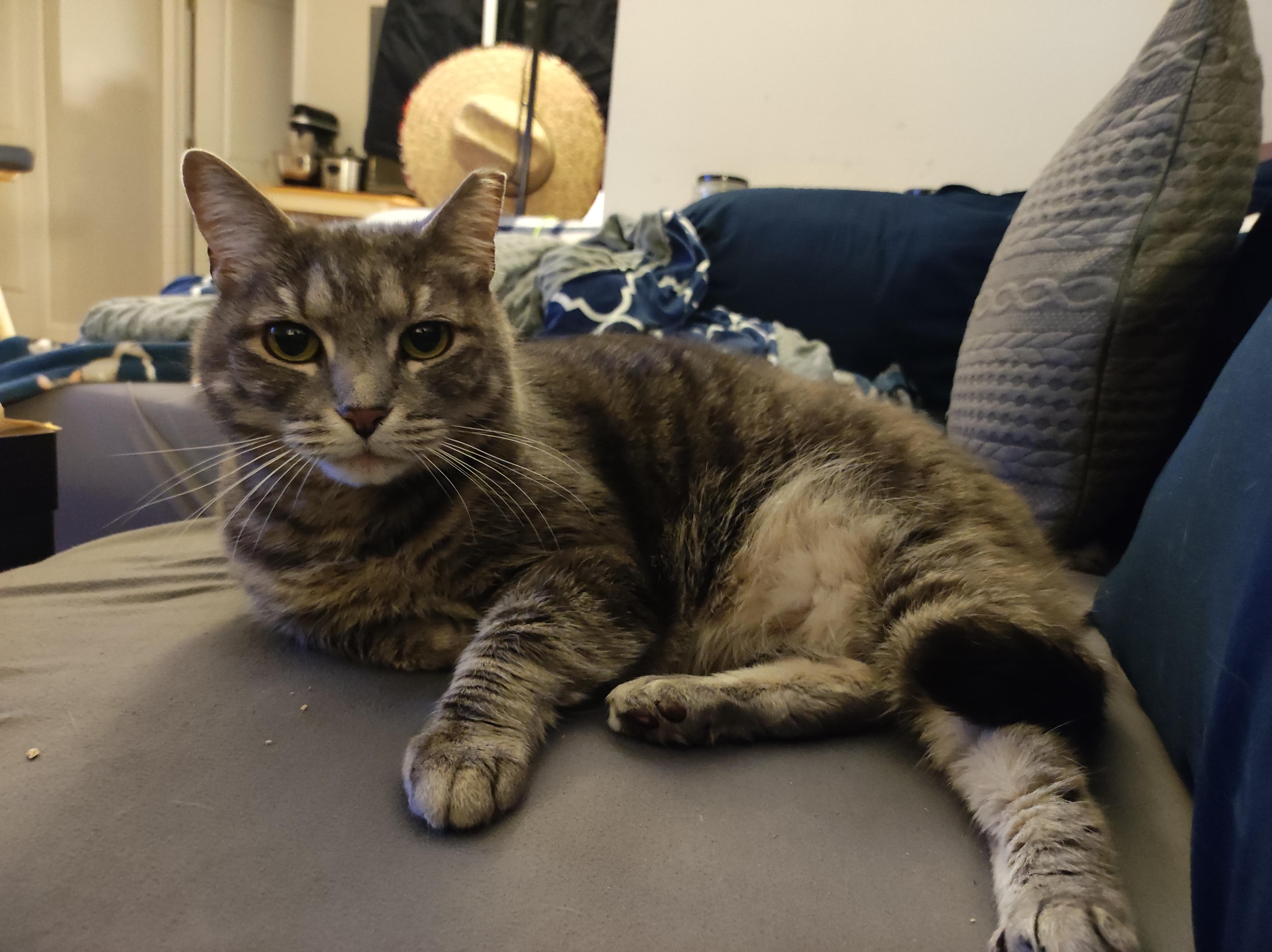 Enlarge Sweet Ums, an adoptable mixed breed in Baltimore, MD image 1/3