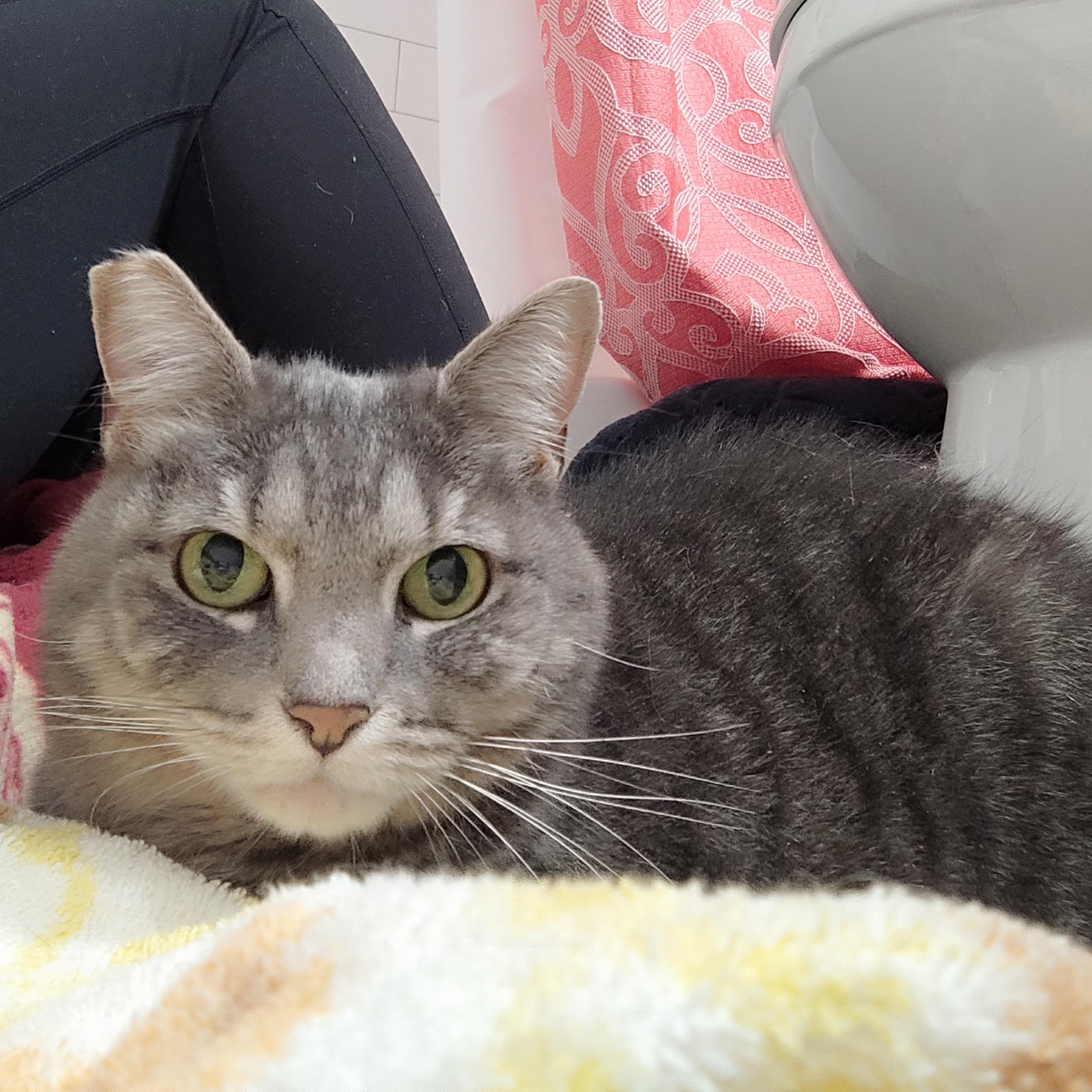 Enlarge Sweet Ums, an adoptable mixed breed in Baltimore, MD image 3/3