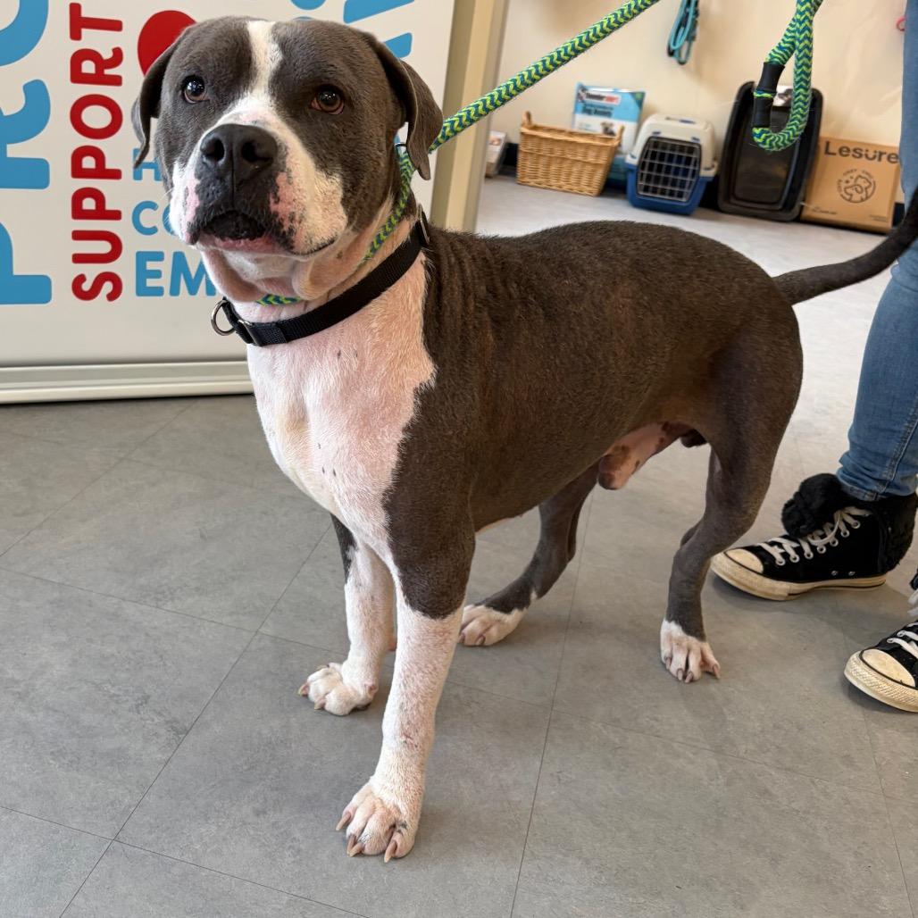 Glenwood, Adoptable, Adult Male Pit Bull Terrier & Mixed Breed.