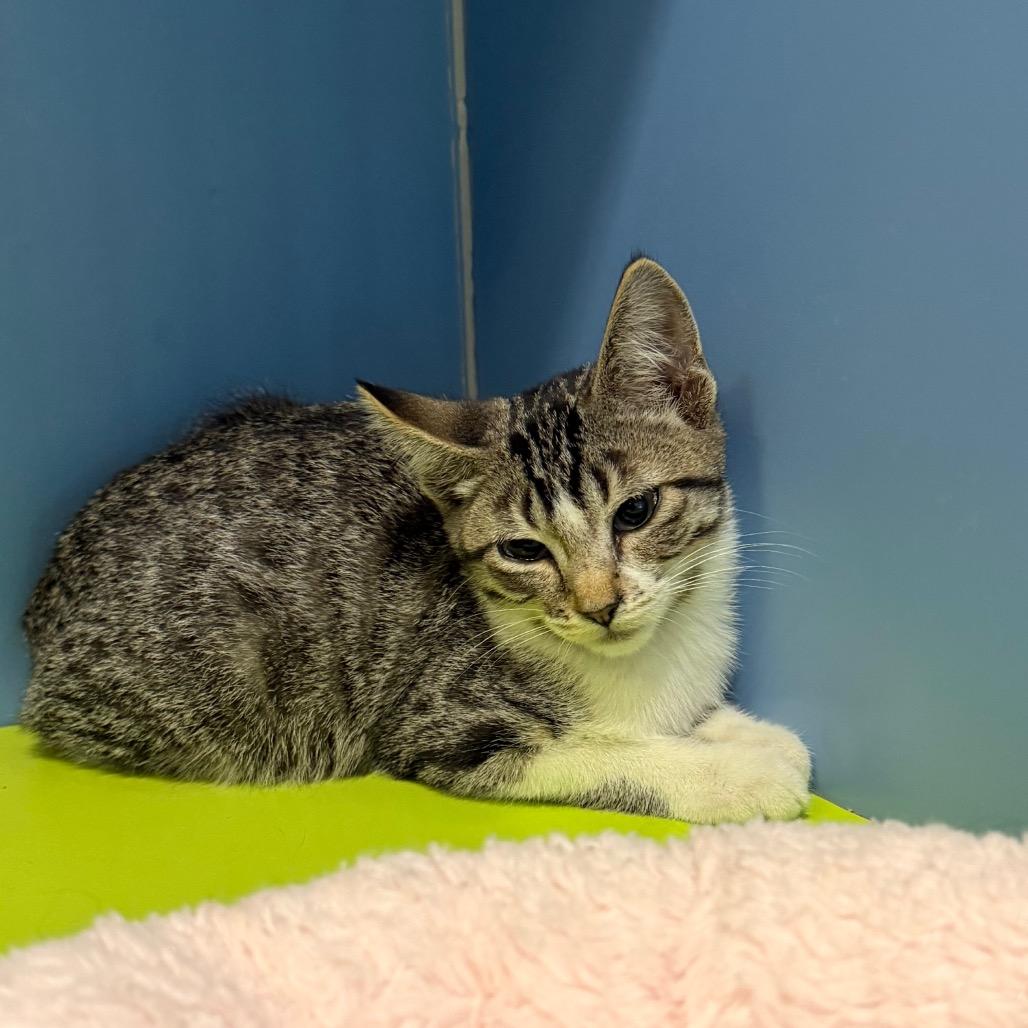 Higgins, Adoptable, Kitten Male Domestic Short Hair.