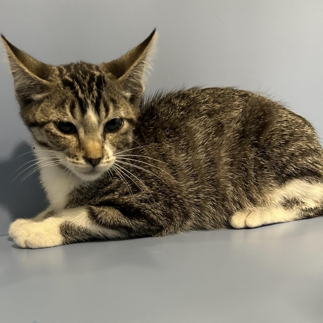 Higgins, a Adoptable Domestic Short Hair in Cheyenne, WY image 2/2