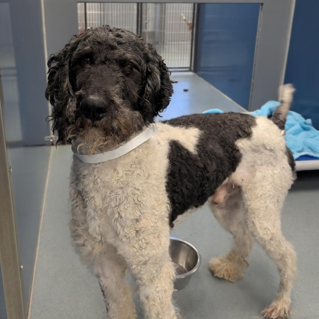 Parker, Adoptable, Adult Male Standard Poodle & Mixed Breed.