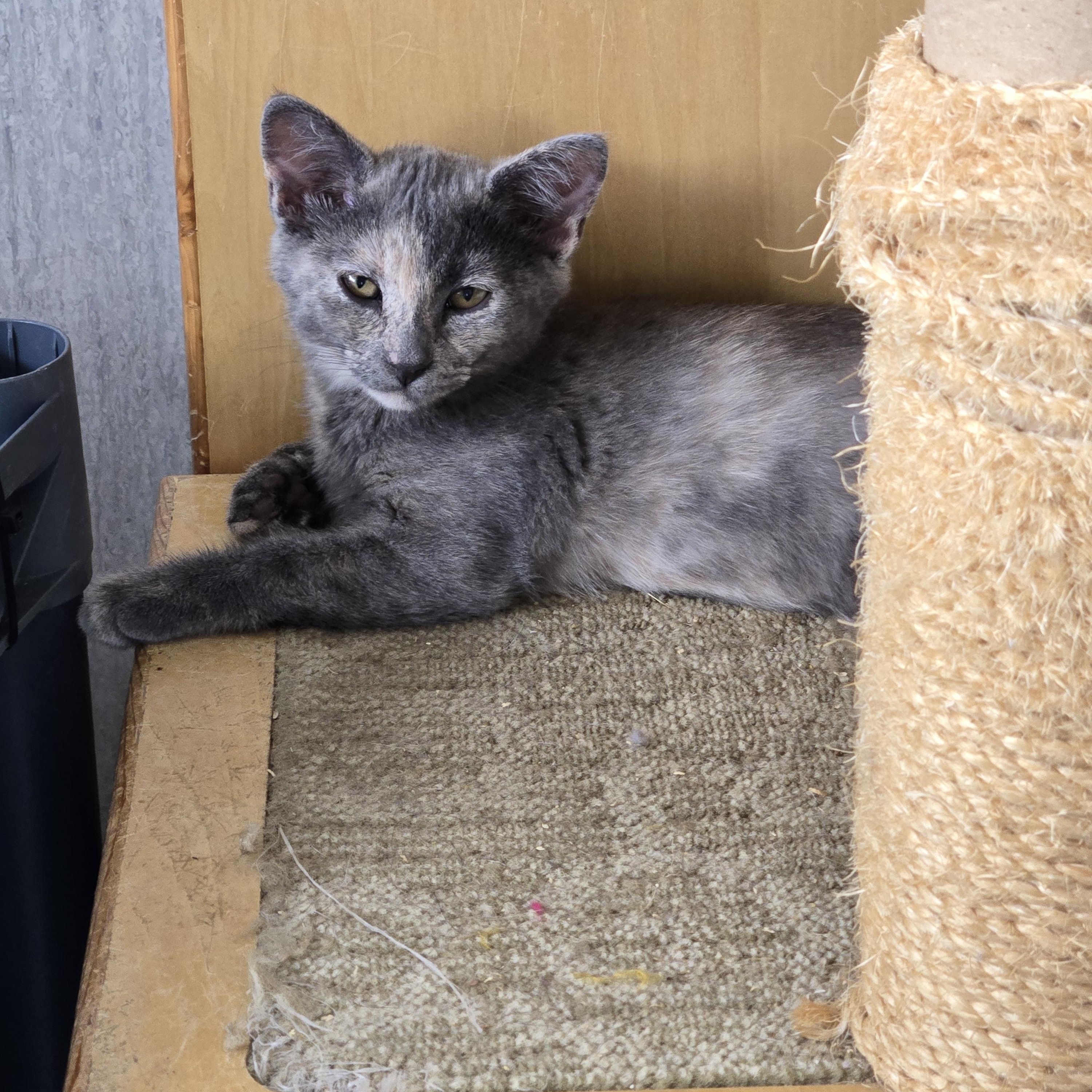 Jam, Adoptable, Kitten Female Domestic Short Hair.