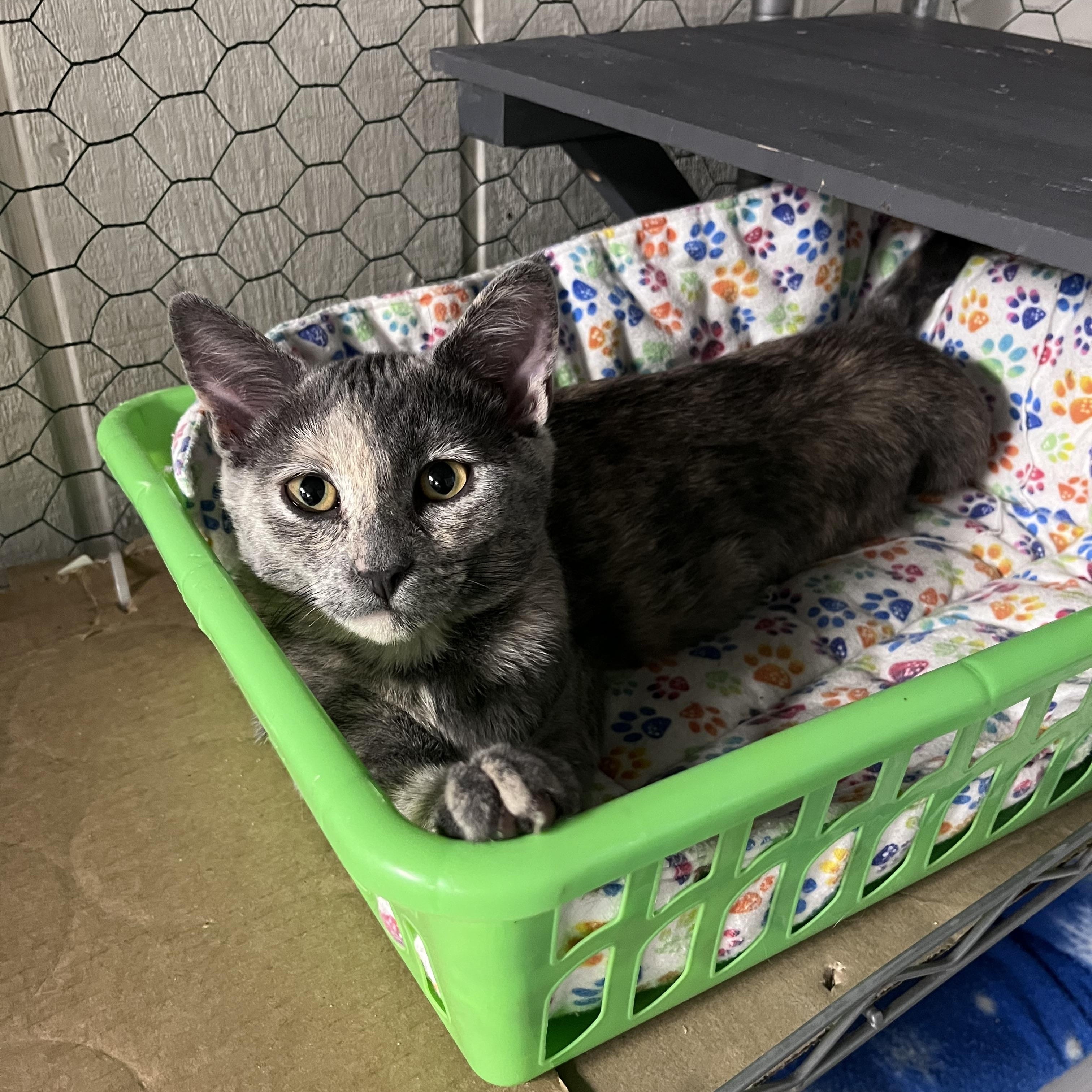 Enlarge Jam, a Adoptable Domestic Short Hair in Eugene, OR image 3/3
