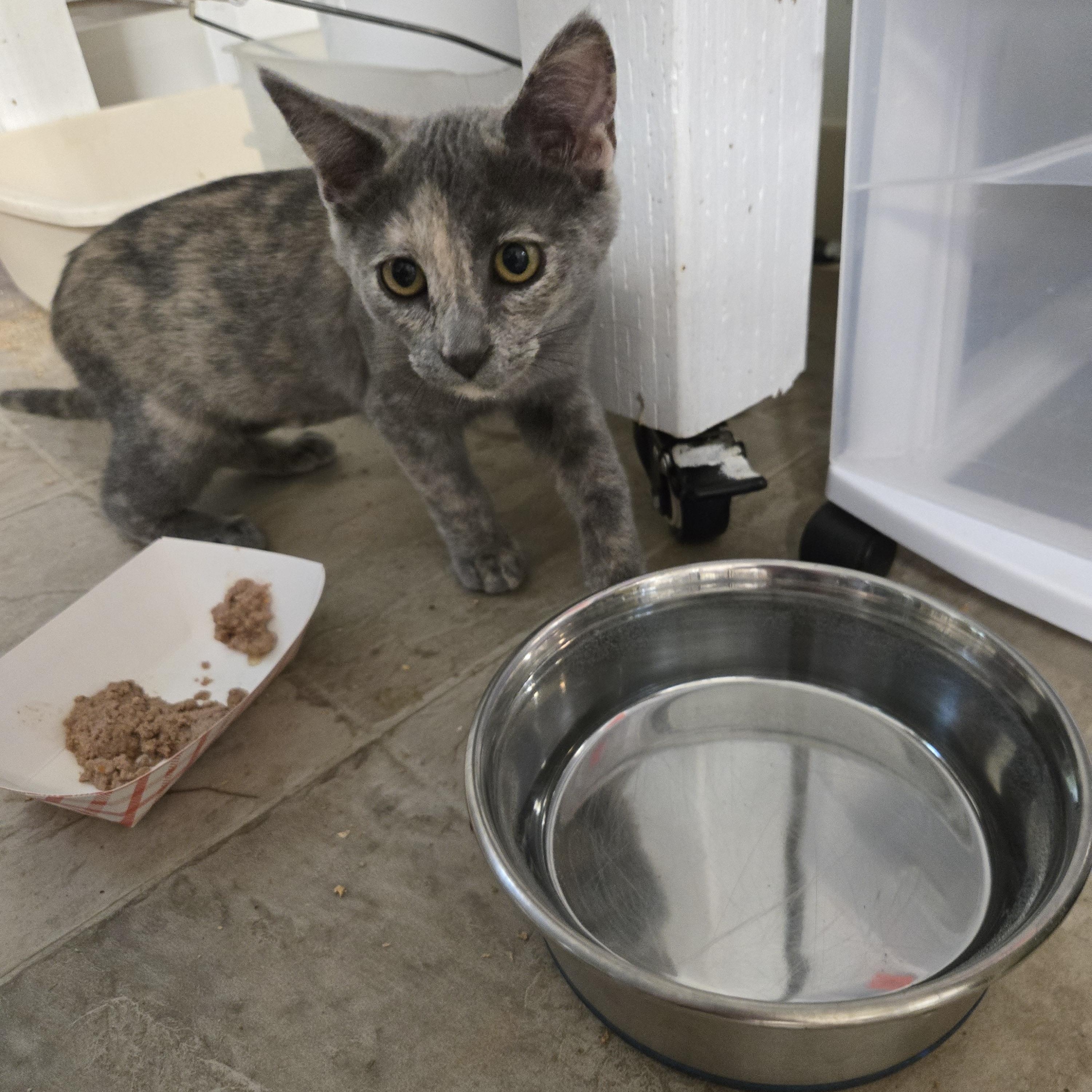 Enlarge Jam, a Adoptable Domestic Short Hair in Eugene, OR image 2/3