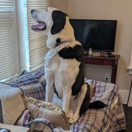 Odin (adopt or foster)