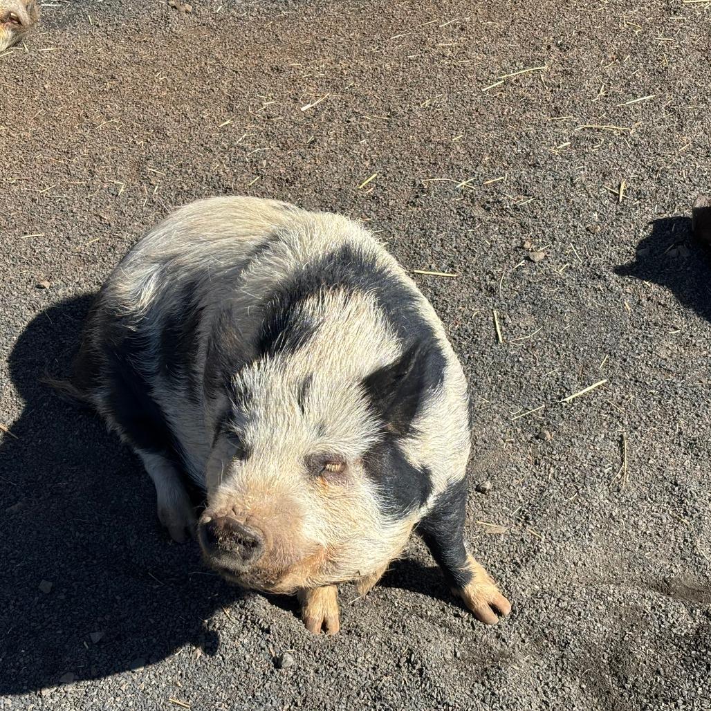 Tally, Adoptable, Adult Female Vietnamese Pot Bellied & Pig.