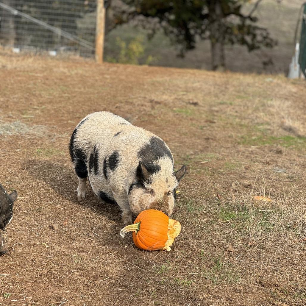 Enlarge Tally, a Adoptable mixed breed in Salem, OR image 3/3