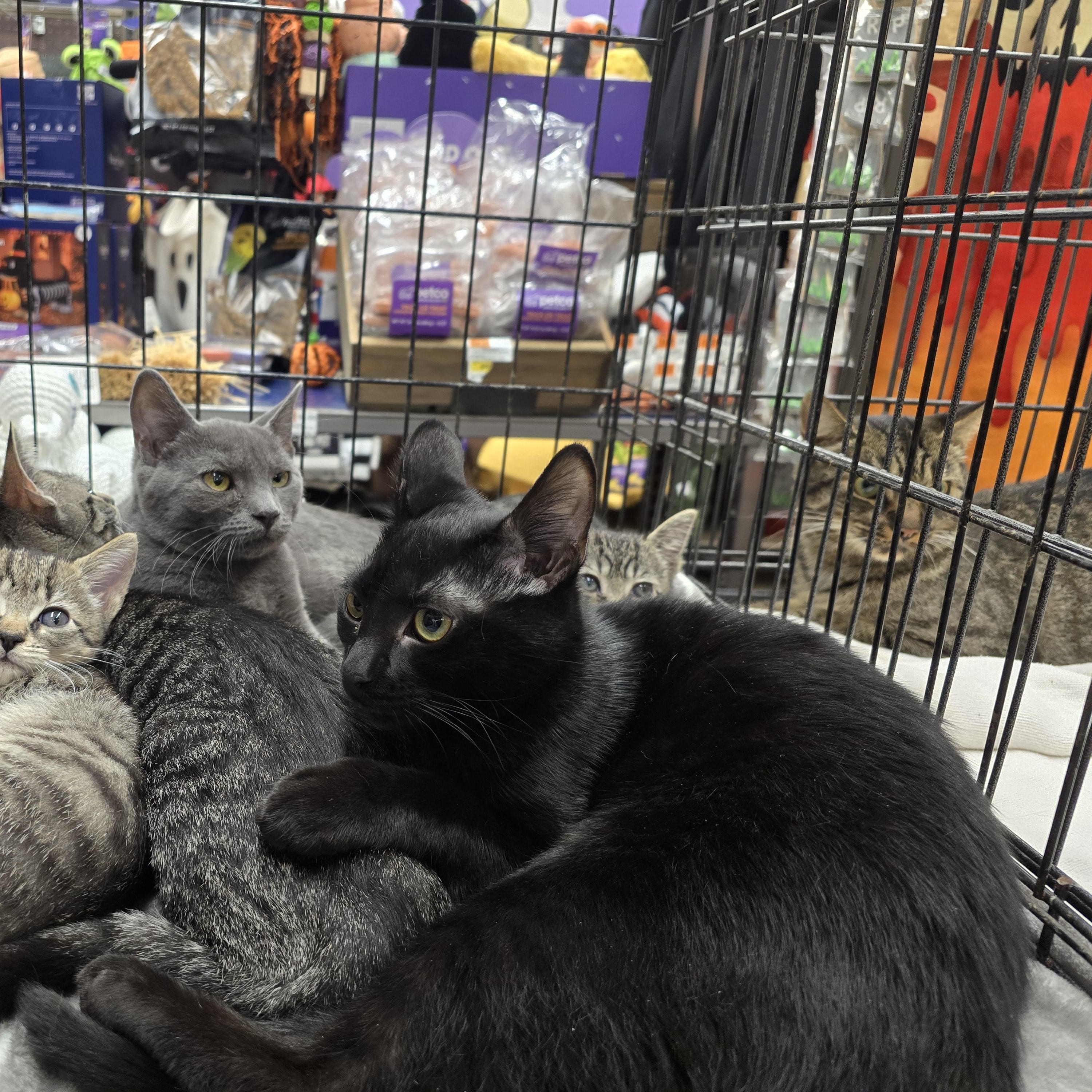 Enlarge Gemma lovebug, a Adoptable Domestic Short Hair in Sewaren, NJ image 2/4
