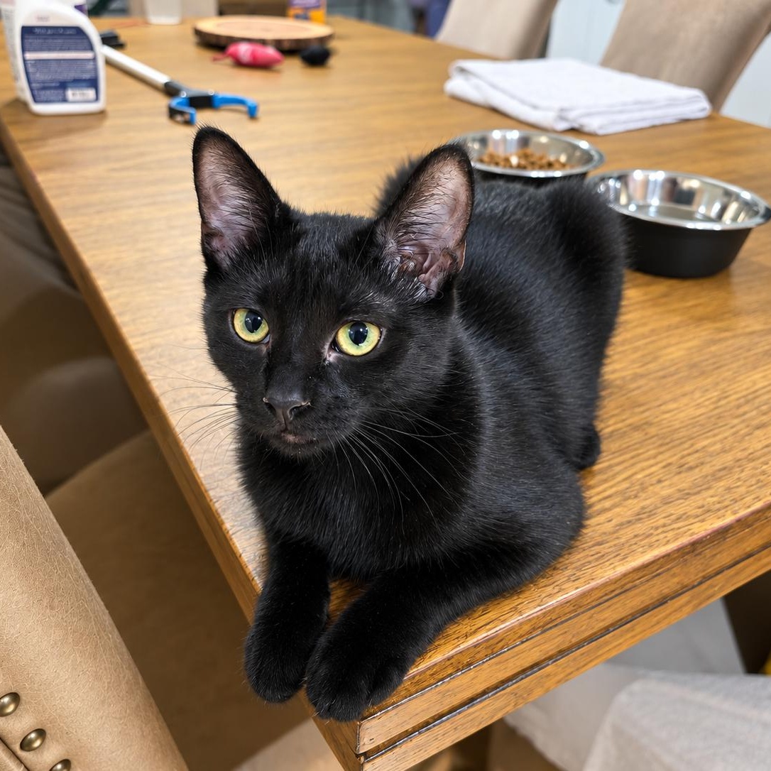 Gemma lovebug, Adoptable, Kitten Female Domestic Short Hair.