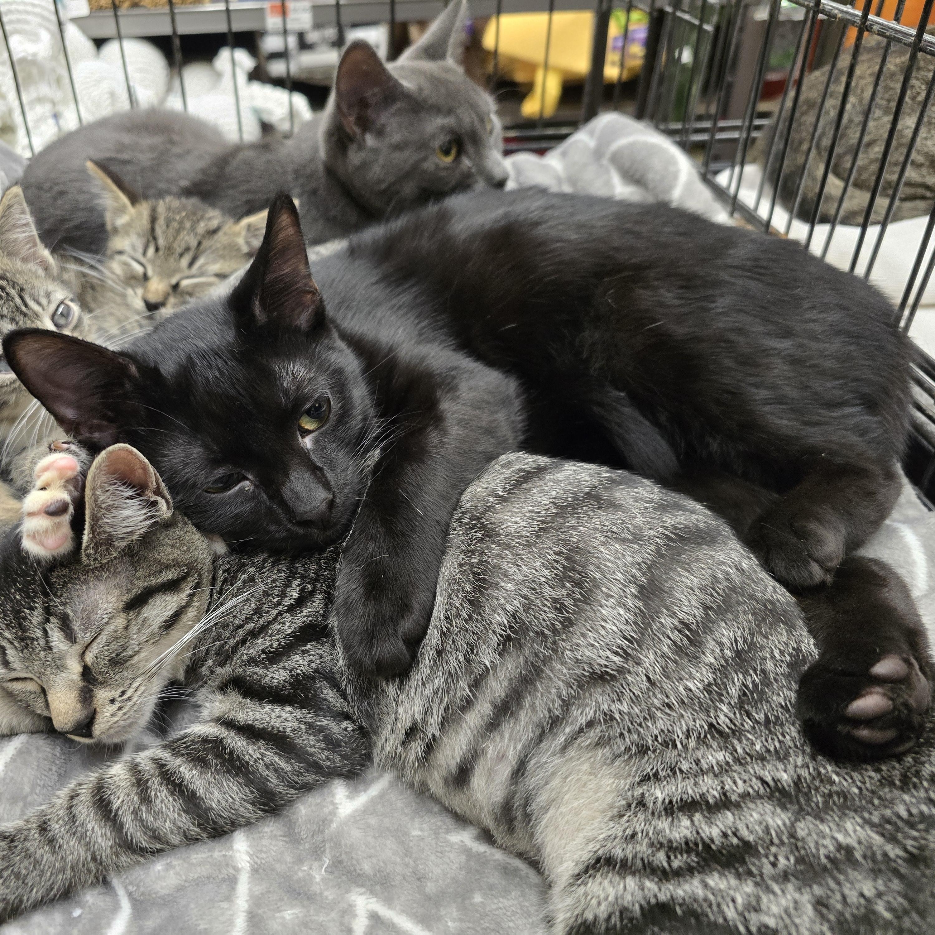 Enlarge Gemma lovebug, a Adoptable Domestic Short Hair in Sewaren, NJ image 4/4