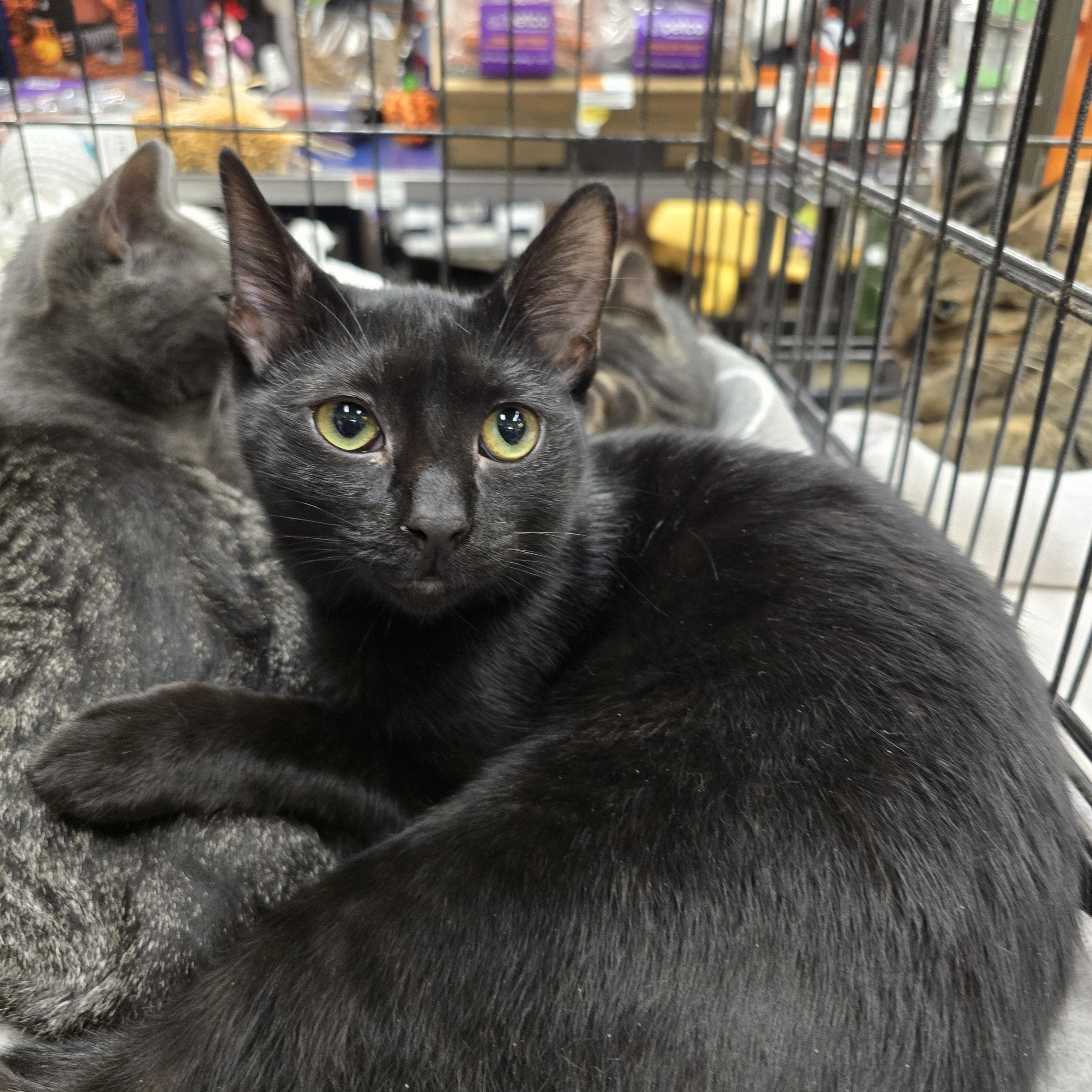 Enlarge Gemma lovebug, a Adoptable Domestic Short Hair in Sewaren, NJ image 3/4