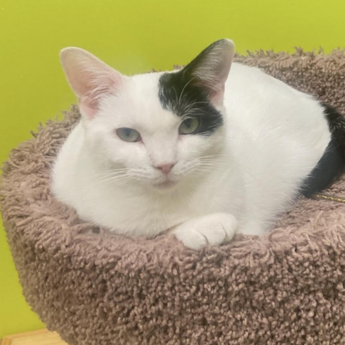 Enlarge Celeste, a ADOPTABLE Domestic Short Hair in Old Bridge, NJ image 1/1