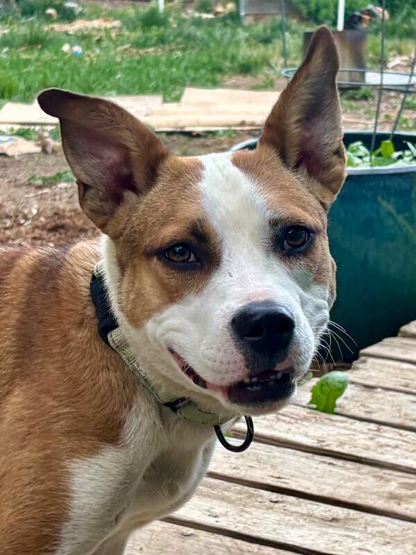 Honeydew, a Adoptable mixed breed in Fort Collins, CO image 1/6
