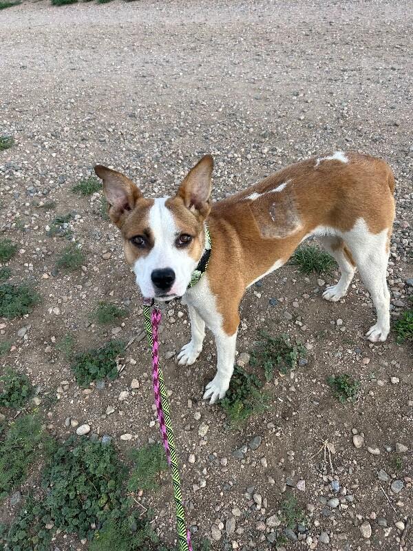 Honeydew, Adoptable, Young Female Pit Bull Terrier & Mixed Breed.