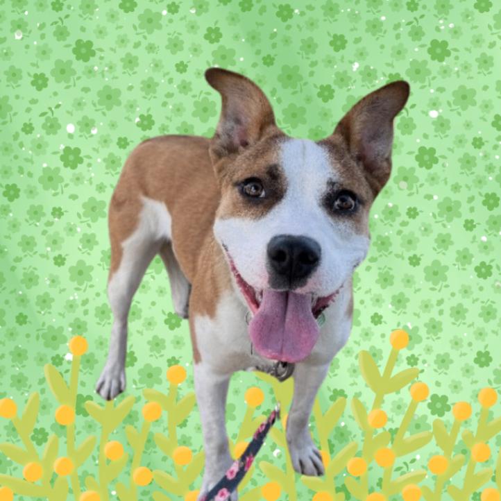 Honeydew, a Adoptable mixed breed in Fort Collins, CO image 2/6