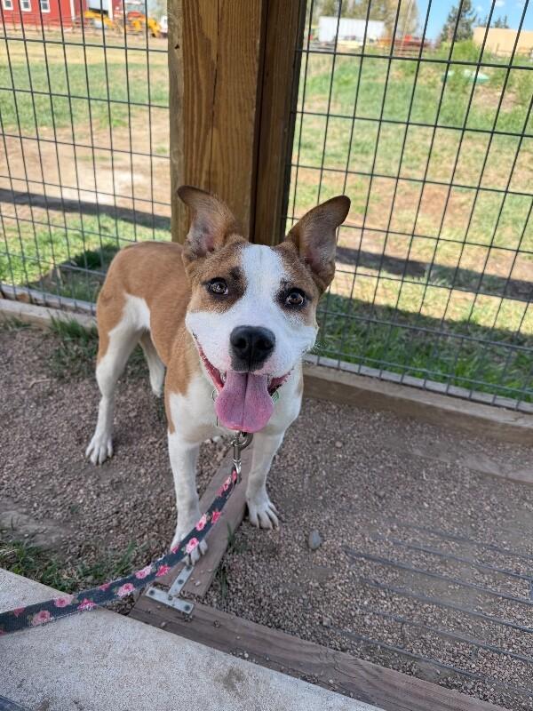 Enlarge Baylen, a Adoptable mixed breed in Westminster, CO image 2/6
