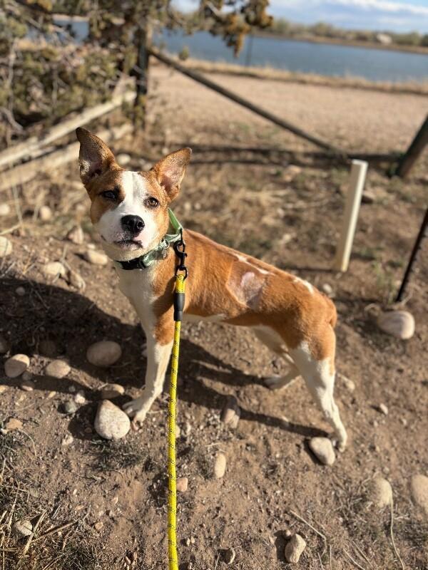 Enlarge Baylen, a Adoptable mixed breed in Westminster, CO image 3/6
