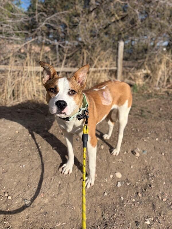 Enlarge Baylen, a Adoptable mixed breed in Westminster, CO image 4/6